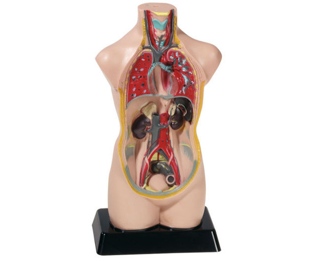 Torso verkleinert, Höhe ca. 48 cm, anatomisches Lernmodell