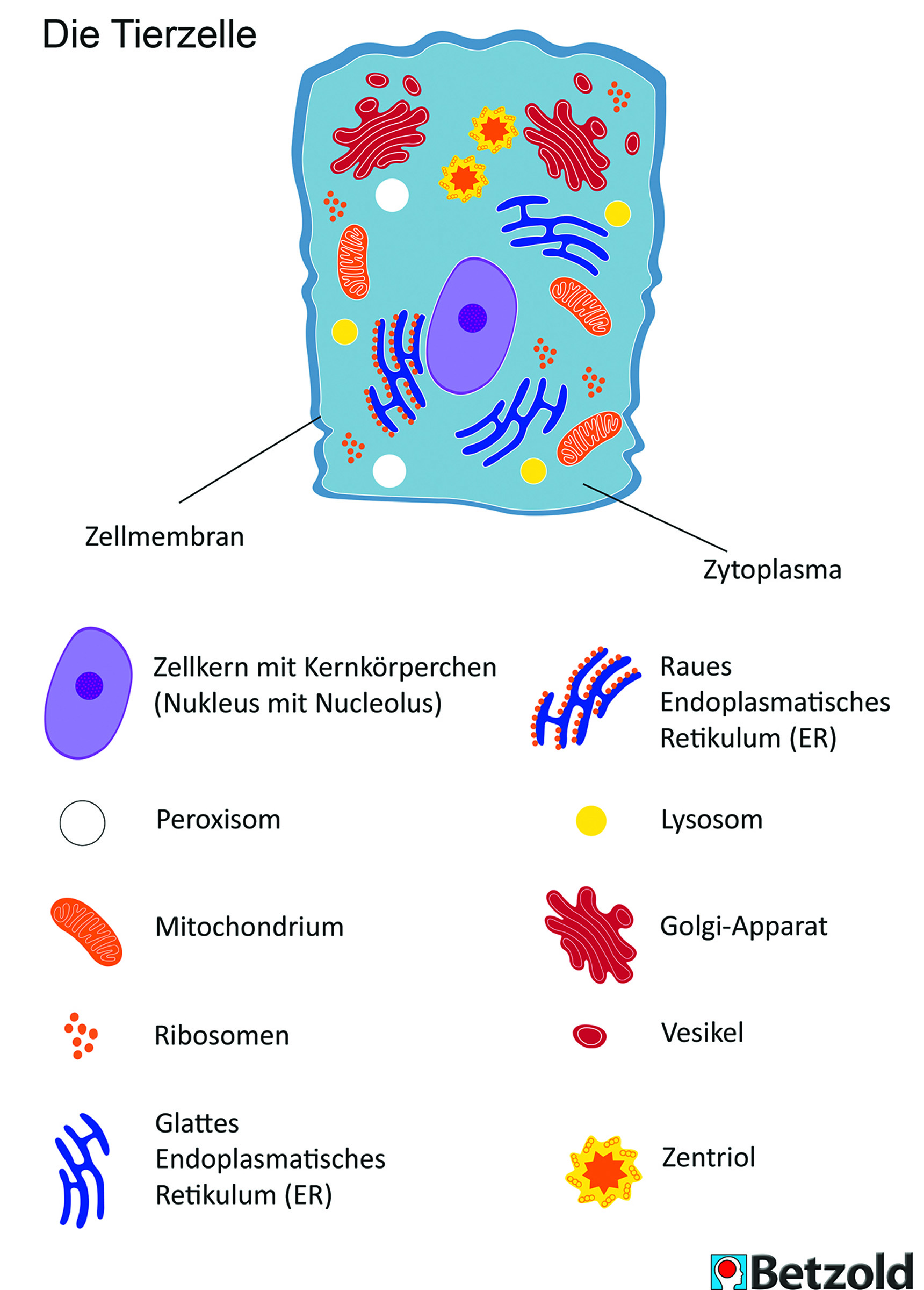 Große magnetische Tierzelle, magnetisches Tafelmaterial, ab 12 Jahre