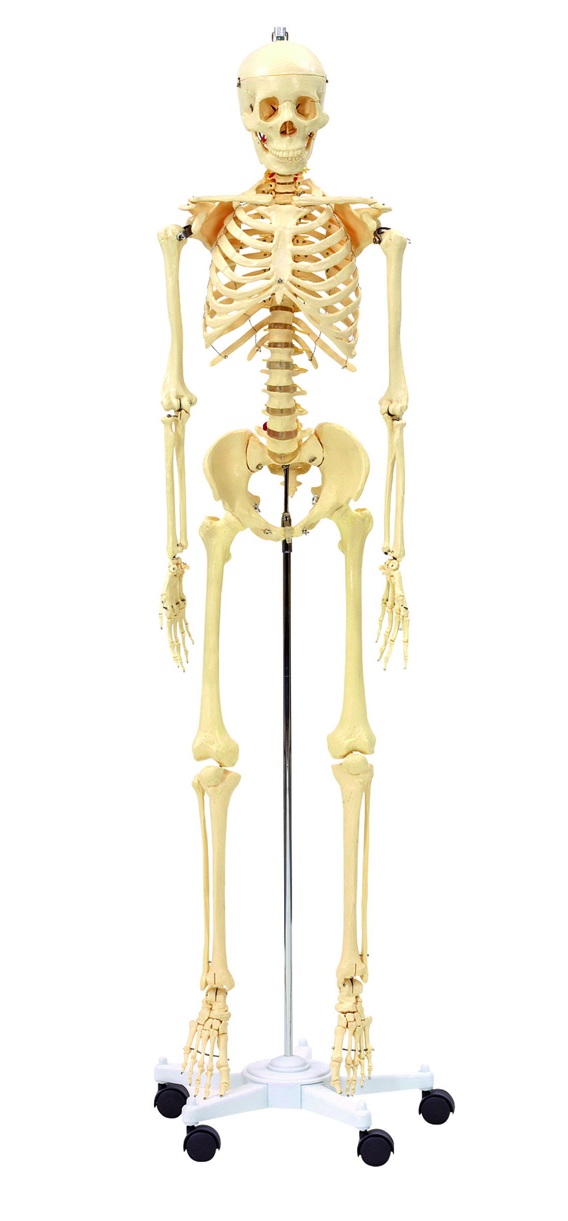 Menschliches Skelett, anatomisches Modell in Lebensgröße, ab 7 Jahre