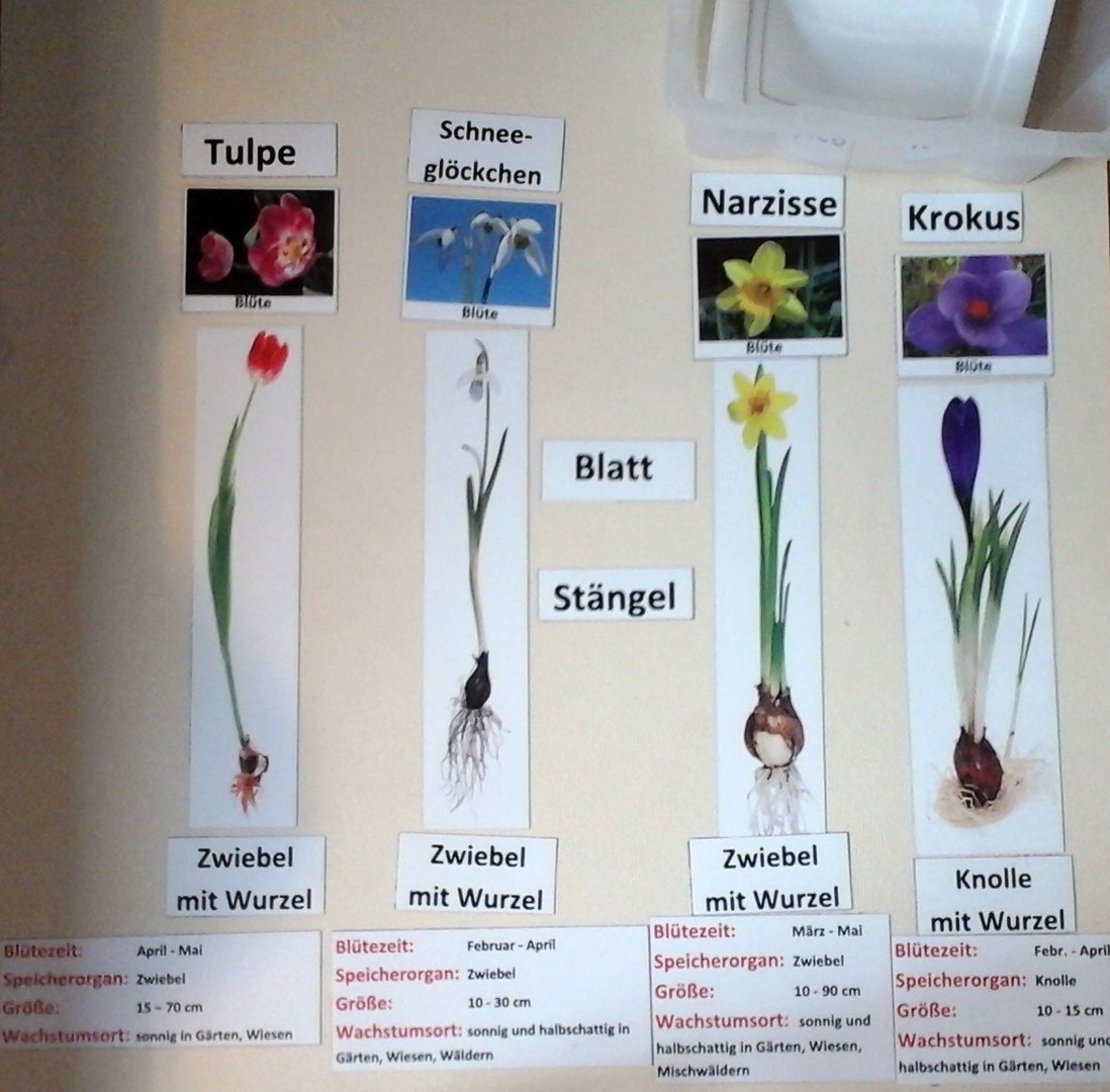 Frühblüher in Box, magnetisches Set für die Tafel