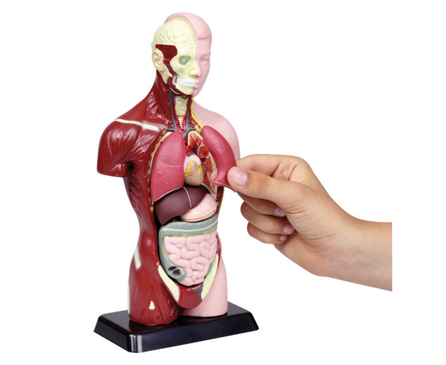Schülertorso, 27 cm Höhe, anatomisches Modell, ab 6 Jahre