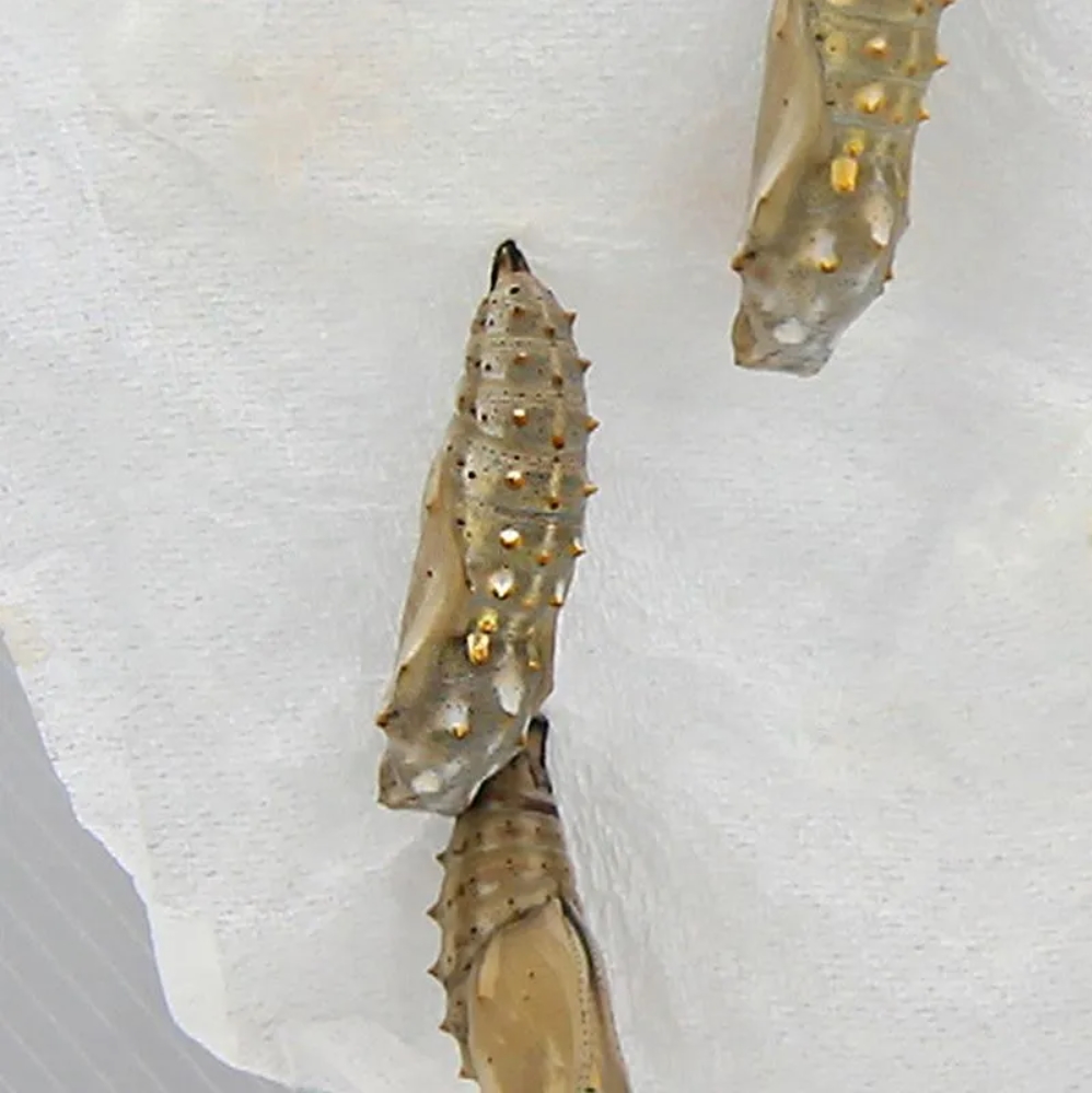 Zuchtset Schmetterlinge, Gutschein-Set, kompakt, 8 Teile