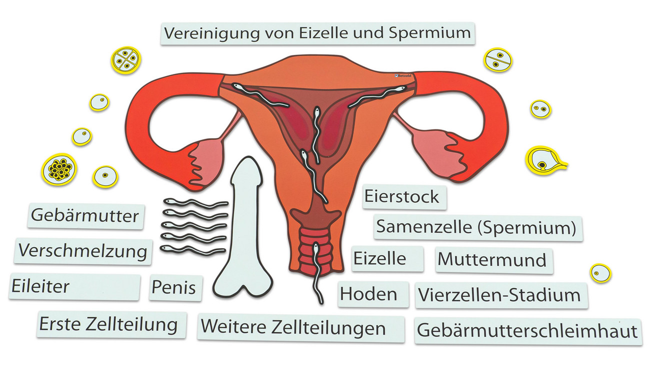 Ein Kind entsteht, magnetisches Tafelmaterial, ab 7 Jahre