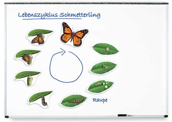 Lebenszyklus Schmetterling, magnetisches Demomaterial, 8-12 Jahre