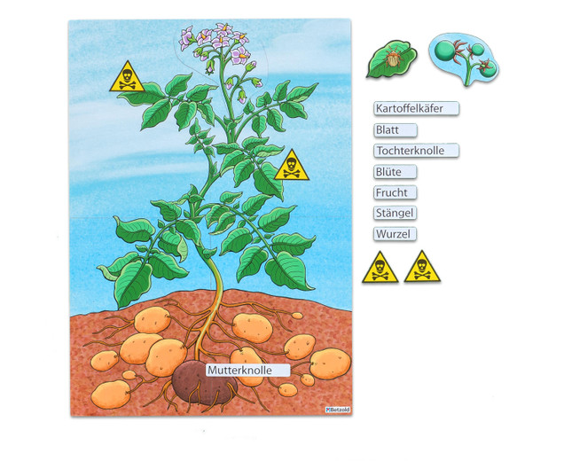 Die Kartoffelpflanze, magnetisches Tafelbild, 6-11 Jahre