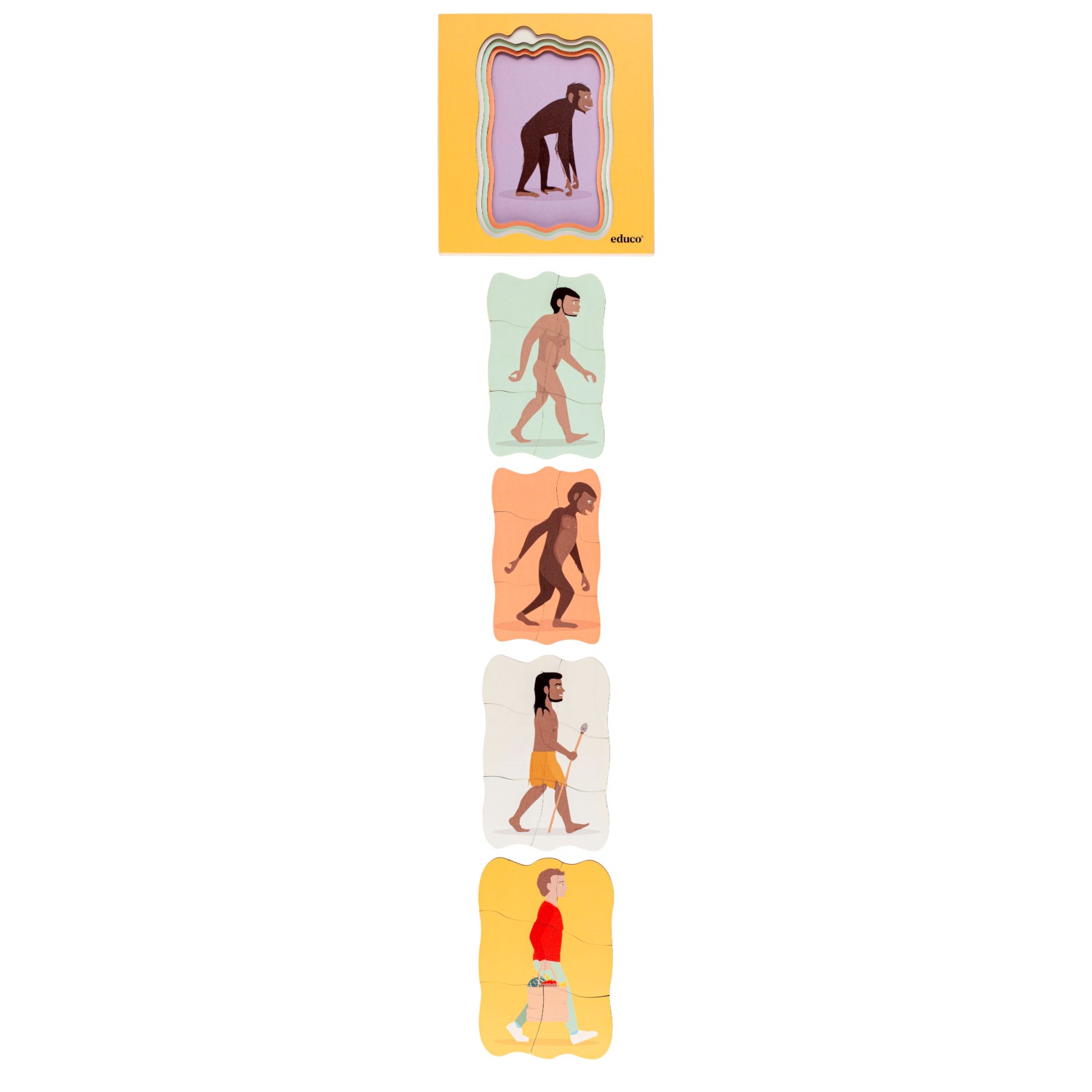 Wachstumspuzzle Evolution des Menschen