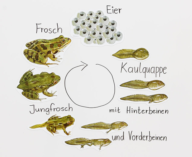 Magnetischer Lebenszyklus Frosch, 9-teiliges Tafelmaterial, ab 6 Jahre