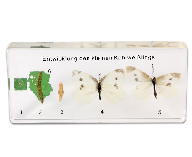 Lebenszyklus des Schmetterlings, 7-12 Jahre