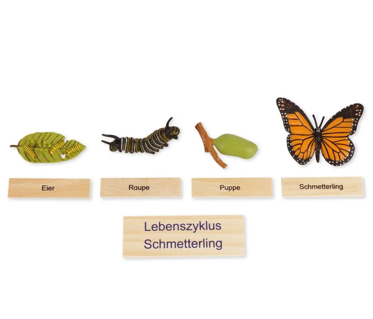 TimeTEX Lebenszyklus eines Schmetterlings, Lernspiel in Holzbox