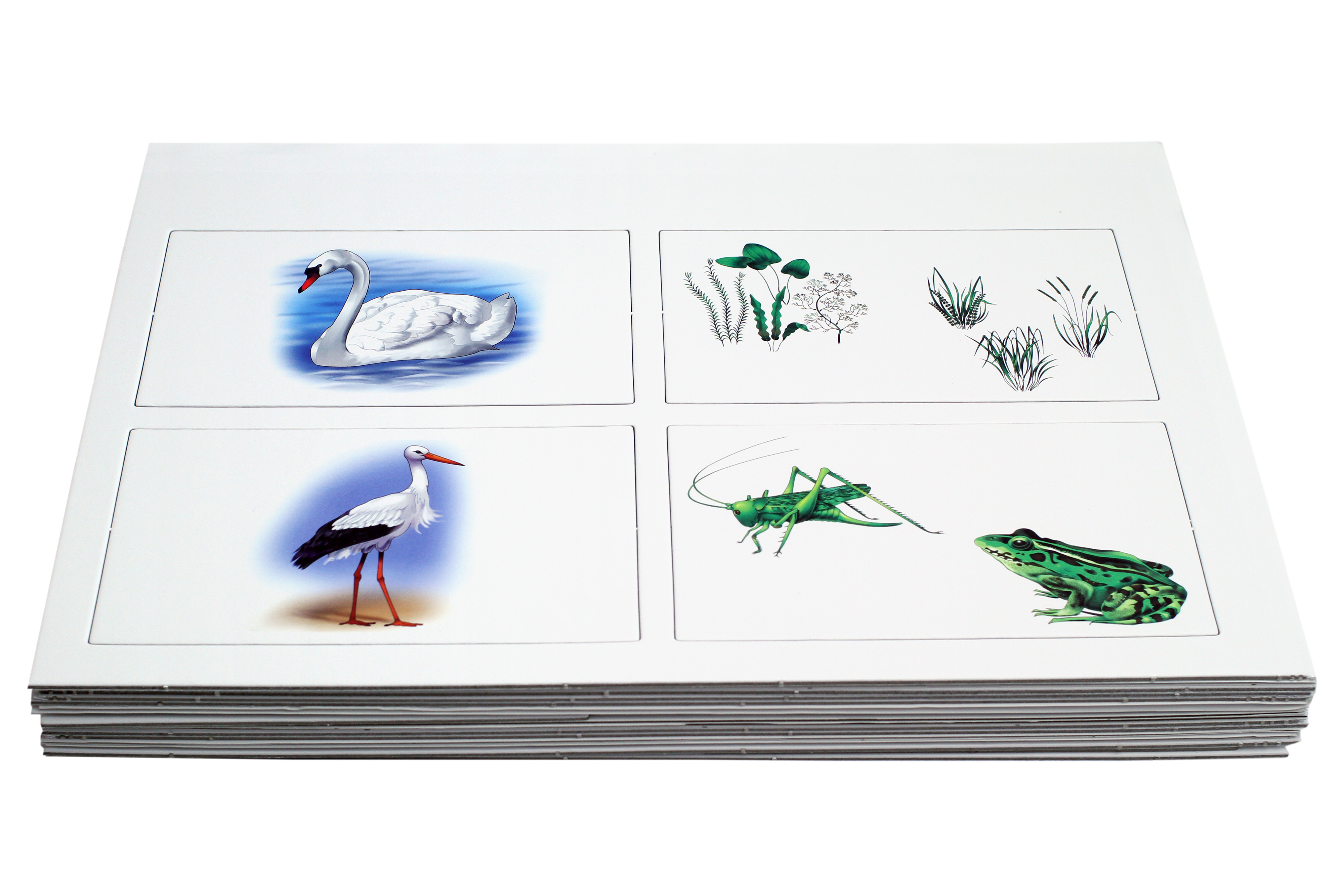 Kon-Lab Kartensatz Die Vogelwelt, 0-10 Jahre