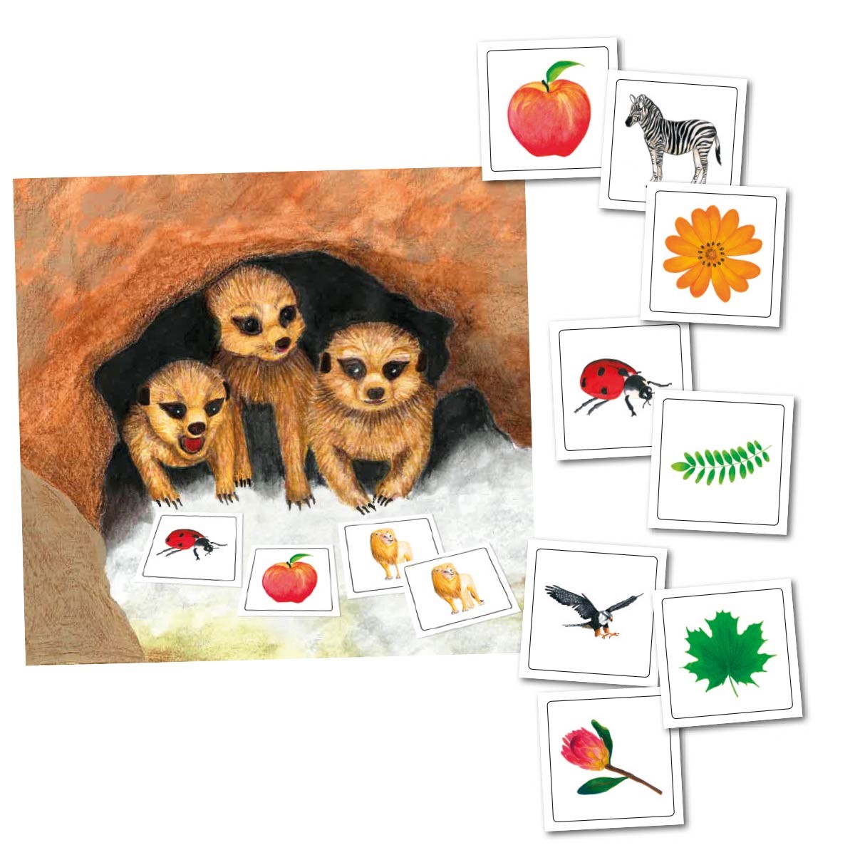 Erdmännchen-Blitzblick-Memo, 6-8 Jahre