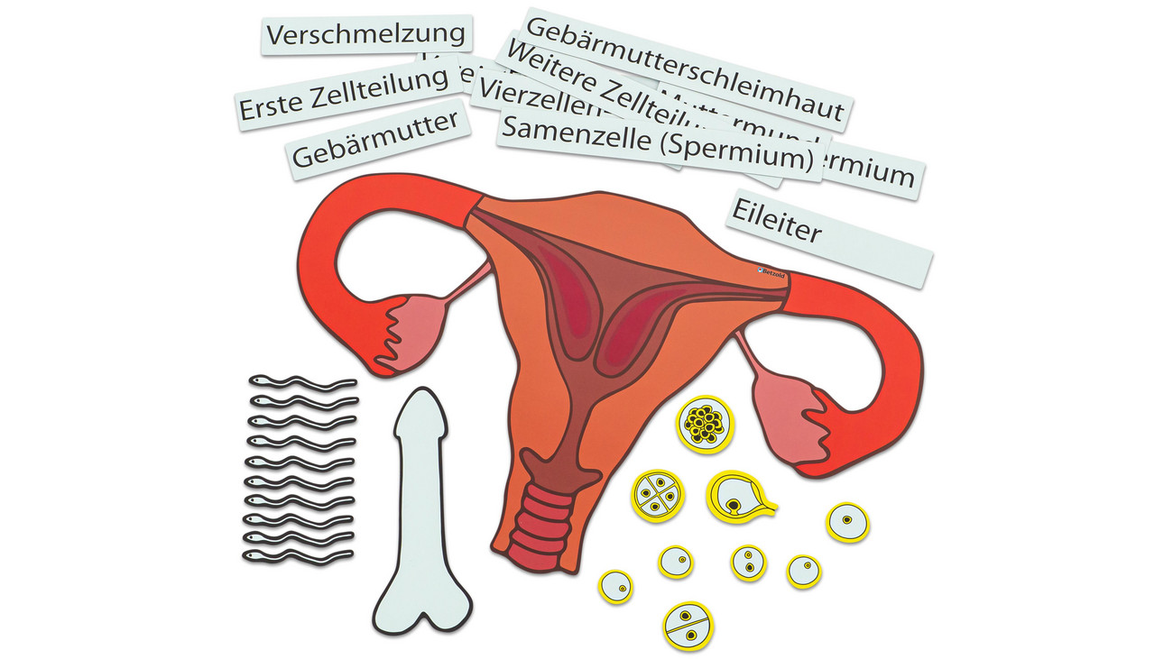 Ein Kind entsteht, magnetisches Tafelmaterial, ab 7 Jahre