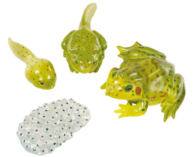 Lebenszyklus Frosch, 4 Kunststoff-Figuren, 4-12 Jahre
