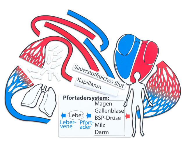 Blutkreislauf, magnetisches Tafelmaterial (A)