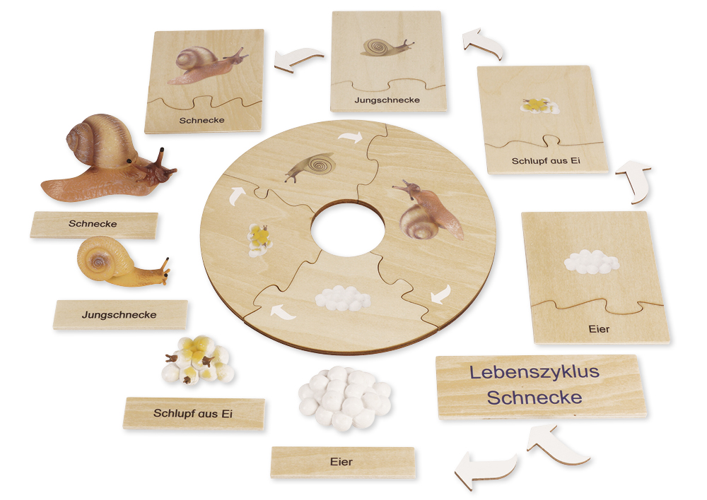 TimeTEX Lebenszyklus einer Schnecke, Lernspiel in Holzbox