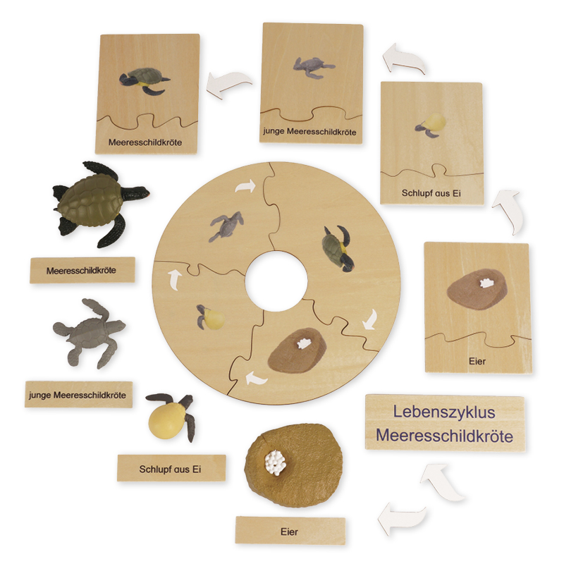 TimeTEX Lebenszyklus einer Schildkröte, Lernspiel in Holzbox